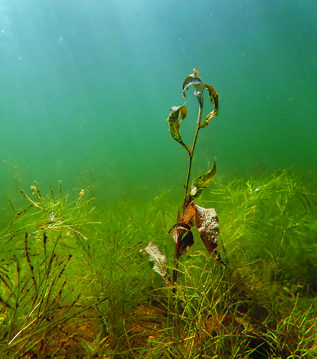 Underwater plants
